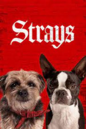 Download Strays (2023) Dual Audio [Hindi + English] BluRay 480p | 720p | 1080p